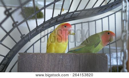 Parrot In A Golden Cage. Close-up. View Through The Bars Of The Cage