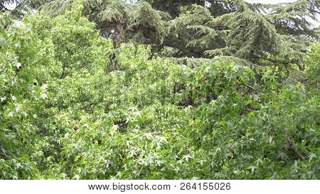 Platanus Orientalis. Sycamore. The Fruit Of The Tree Is Patched. Green Balls. Summer. Flowering Of T