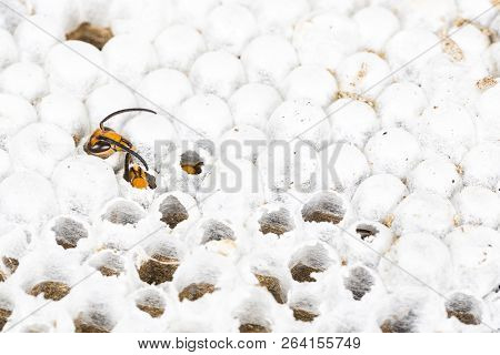 Close Up Of Alive Asian Hornet Wasp Head, In Nest Honeycombed Insect Macro. Poisonous Venom Animal C