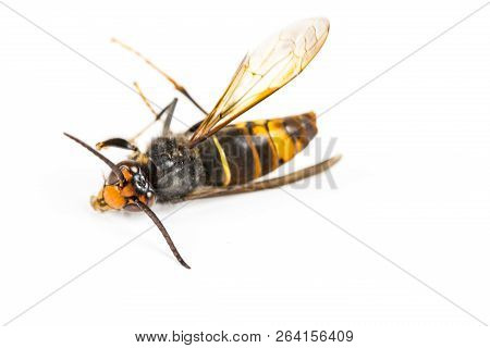 Close Up Of Dead Asian Hornet Wasp Insect Macro In White Background. Poisonous Venom Animal Colony. 