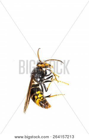 Close Up Of Dead Asian Hornet Wasp Insect Macro In White Background. Poisonous Venom Animal Colony. 