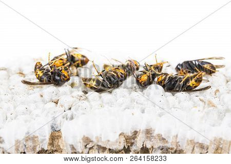 Close Up Of Dead Asian Hornet Wasp On Nest Honeycombed Insect Macro. Poisonous Venom Animal Colony. 
