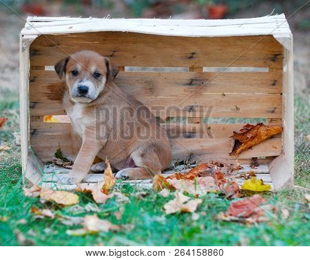 Cute Puppy In A Wooden Box On A Grass