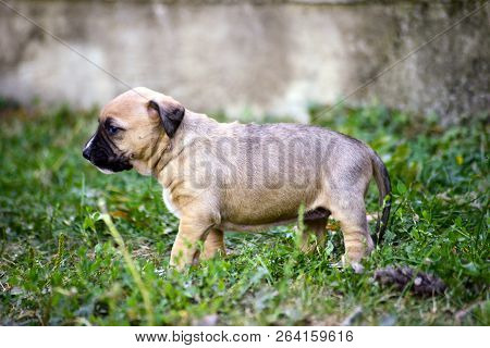 Image Of A Mixed Breed Cute  Puppies