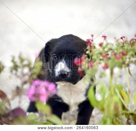 Image Of A Mixed Breed Cute  Puppies