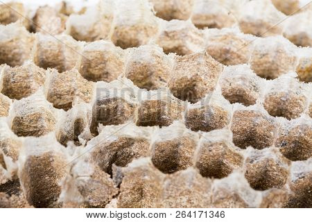 Close Up Of Asian Hornet Wasp Nest Honeycombed Insect Macro. Poisonous Venom Animal Colony. Concept 