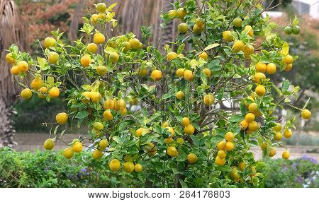 Ripe Fruit On The Orange Tree In The Square Of The City Of Holon In Israel.