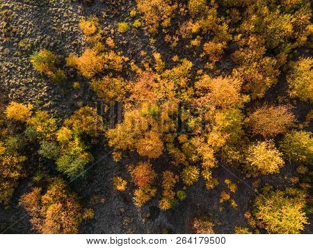 Aerial Top Down: Beautiful Autumn Trees In Yellow, Orange And Red Forest On Sunny Autumn Day.