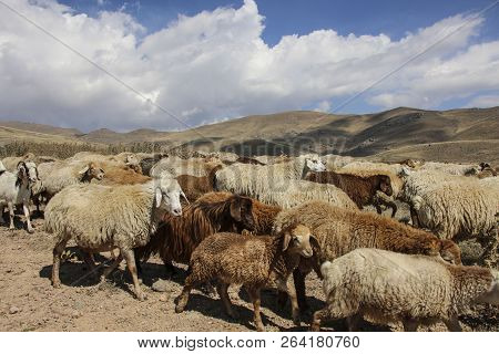 Herd Of Rams And Goats Crosses The Road At The Foot Of The Inactive Volcano Sabalan (savalan) Near T