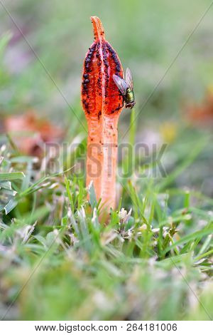 Stinkhorn Mushroom Phallaceae