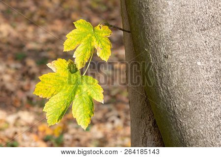 Two Yellow Leaves With Green Streaks And Smooth Bark Of Sycamore Maple With Blurred Background.  Pal