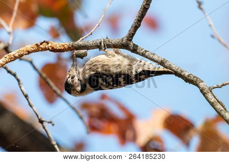 Lesser Spotted Woodpecker (dryobates Minor) Chiseling Rotten Branch Against Blue Sky. Female Woodpec