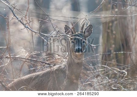 Portrait Of European Roe Deer, Male, With Tatters Of Velvet On Antlers. Roebuck (capreolus Capreolus