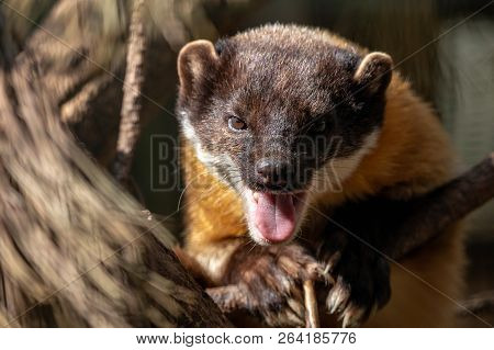 Close-up Portrait Of Yellow-throated Marten With Open Mouth. Kharza (martes Flavigula) Lying On Pine