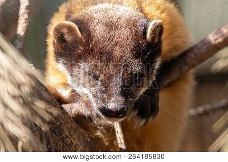 Yellow-throated Marten Lying On Pine Branch With One Eye Narrowed From Sun. Kharza (martes Flavigula
