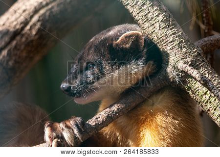 Side View Of Yellow-throated Marten Lying On Pine Branch. Kharza (martes Flavigula) Has Beautiful Sh