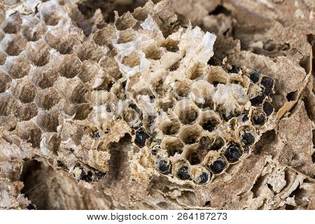 Close Up Of Asian Hornet Wasp Nest Honeycombed Insect Macro With Larva Larvae. Poisonous Venom Anima