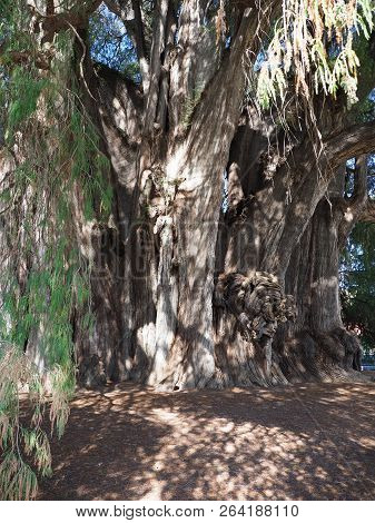 Stoutest Trunk Of The World Of Wonderful Montezuma Cypress Tree At Santa Maria Del Tule City In Mexi