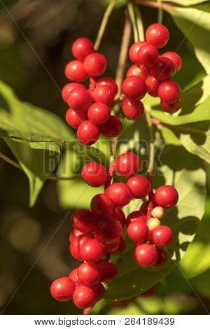 Red Schisandra Berries And Leaves In Nature