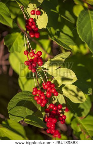 Red Schisandra Berries And Leaves In Nature