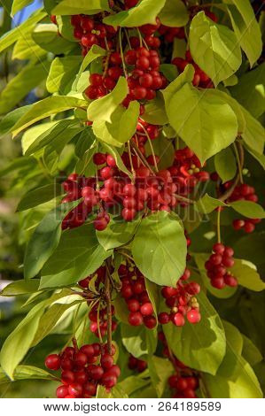 Red Schisandra Berries And Leaves In Nature