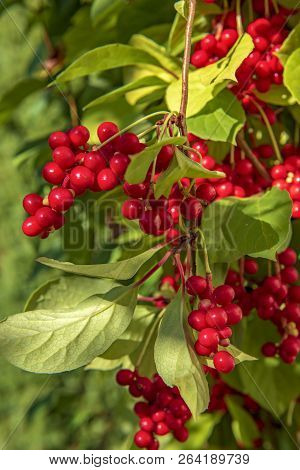 Red Schisandra Berries And Leaves In Nature