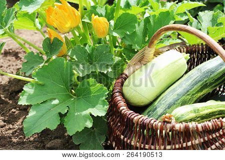Zucchini Plants In Blossom On The Garden Bed. Full Basket Of Fresf Squash