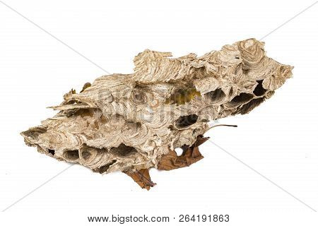 Close Up Of Asian Hornet Wasp Part Of Top Nest Insect Macro Studio. Poisonous Venom Animal Colony.ve