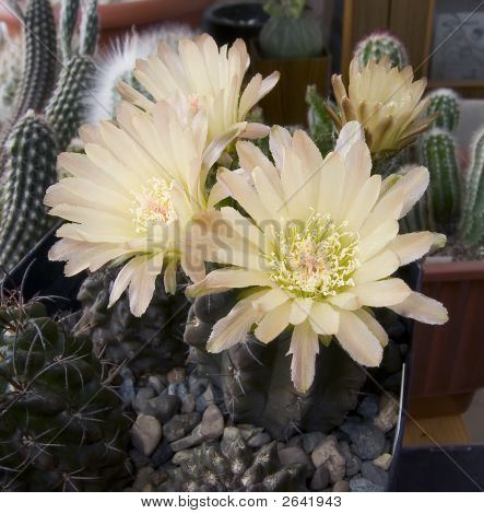 Neochilenia