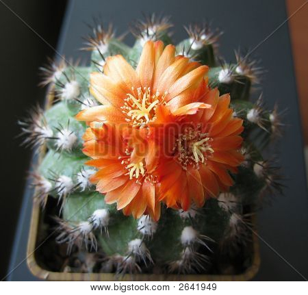 Parodia