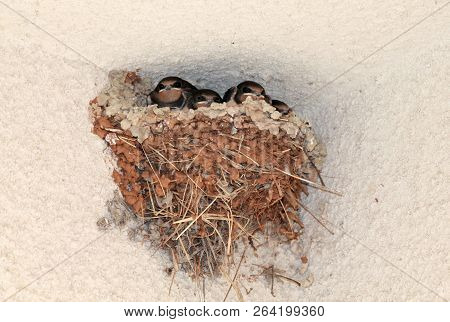Swallow Nest With Four Nestlings Under A House Roof