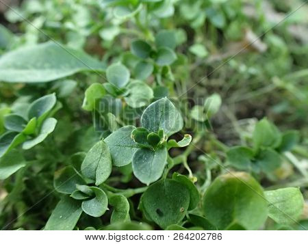 Detailed Picture Of Grenery, Leaves On Meadow