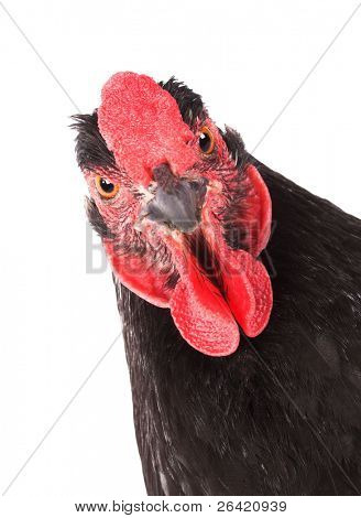 gallina