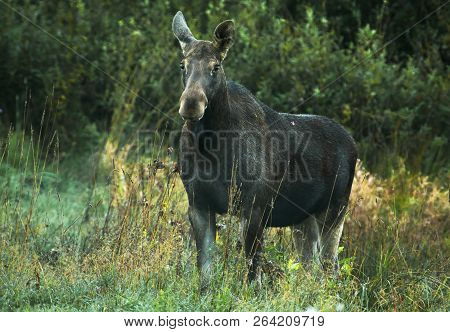 A Photo Of A Female Elk (alces Alces) Standing On A Wake And Looking Straight Ahead. Close-up With C