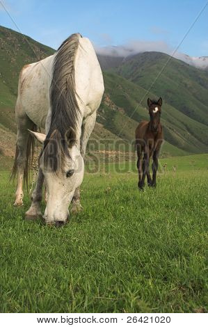 Potro & mare