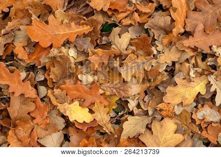 Carpet Of Fallen Autumn Leaves On Grass. Beautiful Colorful Leaves In Autumn Forest. Red, Orange, Ye
