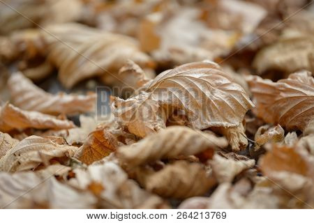 Carpet Of Fallen Autumn Leaves On Grass. Beautiful Colorful Leaves In Autumn Forest. Red, Orange, Ye