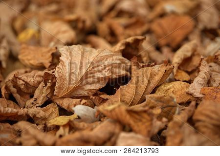 Carpet Of Fallen Autumn Leaves On Grass. Beautiful Colorful Leaves In Autumn Forest. Red, Orange, Ye
