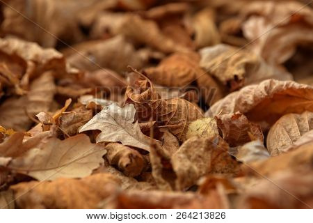 Carpet Of Fallen Autumn Leaves On Grass. Beautiful Colorful Leaves In Autumn Forest. Red, Orange, Ye