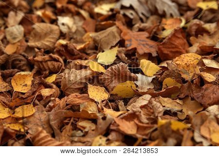 Carpet Of Fallen Autumn Leaves On Grass. Beautiful Colorful Leaves In Autumn Forest. Red, Orange, Ye