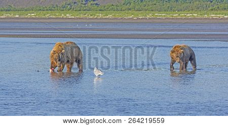 Submissive Bear Approaching A Dominant Female In Hallo Bay In Katmai National Park In Alaska