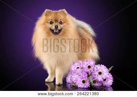 Pomeranian Spitz Dog With Bouquet Of Flowers On Purple Background