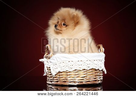 Zwerg-spitz Puppy In Wicker Basket On Red Background. Baby Animal Theme