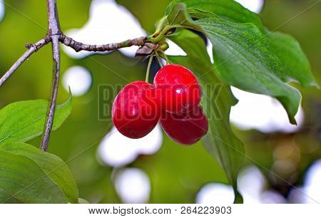 Ripe Cornel Fruits On A Branch Of Cornel Tree In The Daytime