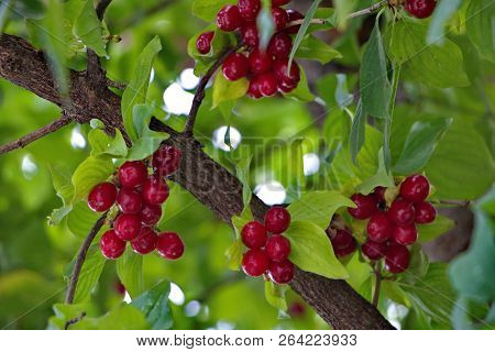 Ripe Cornel Fruits On A Branch Of Cornel Tree In The Daytime