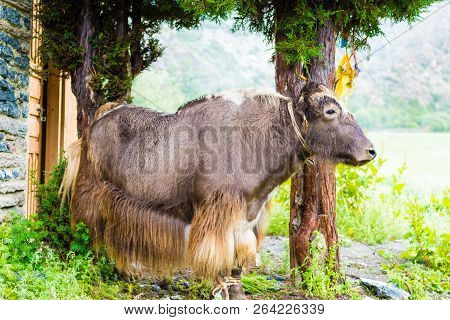 Himalayan Yak On Annapurna Circuit Track, Nepal