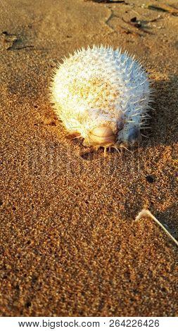 Fish Hedgehog. Fish On The Sand. The Fish Washed Ashore.