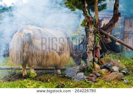 Himalayan Yaks On Annapurna Circuit Track, Nepal