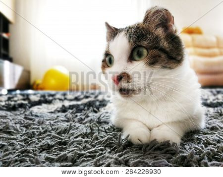 A Homeless Cat With Frostbitten Ears Sits On The Street In The Summer