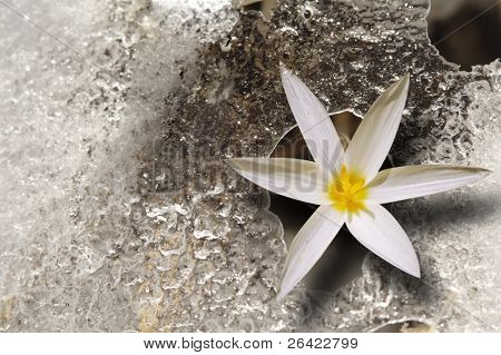 snowdrop primavera en hielo
